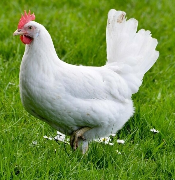 leghorn